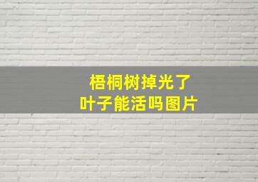 梧桐树掉光了叶子能活吗图片