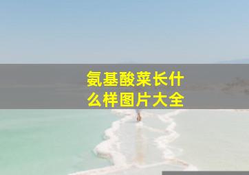 氨基酸菜长什么样图片大全