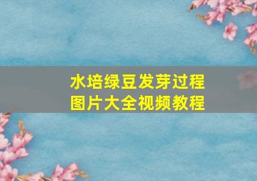 水培绿豆发芽过程图片大全视频教程