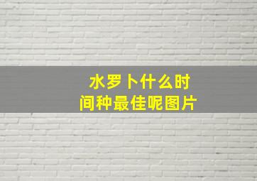 水罗卜什么时间种最佳呢图片