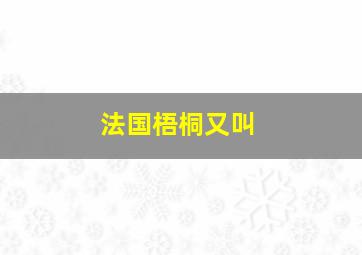 法国梧桐又叫