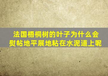 法国梧桐树的叶子为什么会熨帖地平展地粘在水泥道上呢