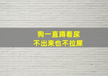 狗一直蹲着尿不出来也不拉屎