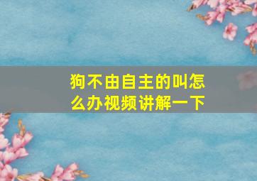 狗不由自主的叫怎么办视频讲解一下