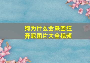 狗为什么会来回狂奔呢图片大全视频