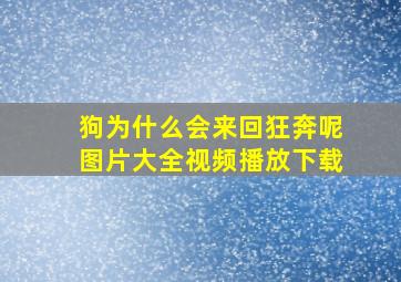 狗为什么会来回狂奔呢图片大全视频播放下载