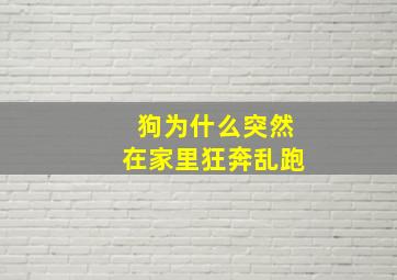 狗为什么突然在家里狂奔乱跑