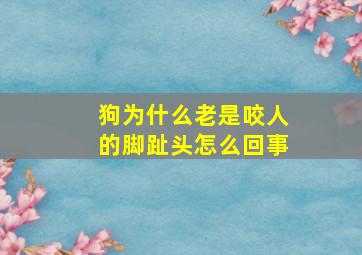 狗为什么老是咬人的脚趾头怎么回事