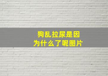 狗乱拉尿是因为什么了呢图片