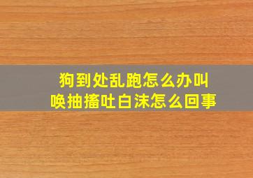 狗到处乱跑怎么办叫唤抽搐吐白沫怎么回事