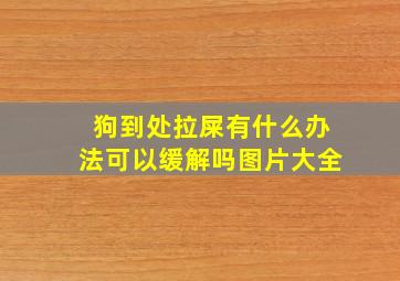 狗到处拉屎有什么办法可以缓解吗图片大全