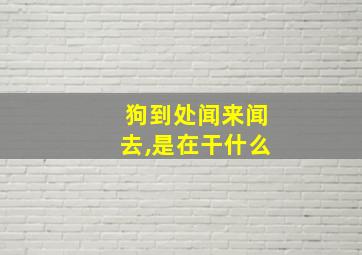 狗到处闻来闻去,是在干什么