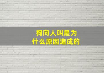 狗向人叫是为什么原因造成的