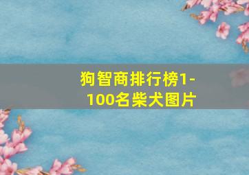 狗智商排行榜1-100名柴犬图片