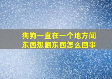 狗狗一直在一个地方闻东西想翻东西怎么回事