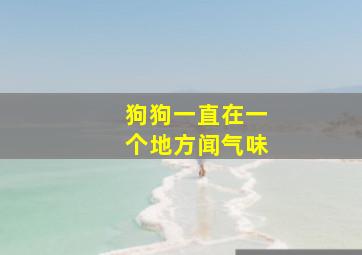 狗狗一直在一个地方闻气味