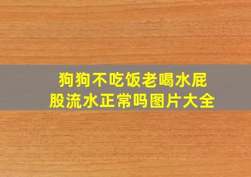 狗狗不吃饭老喝水屁股流水正常吗图片大全