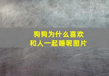 狗狗为什么喜欢和人一起睡呢图片