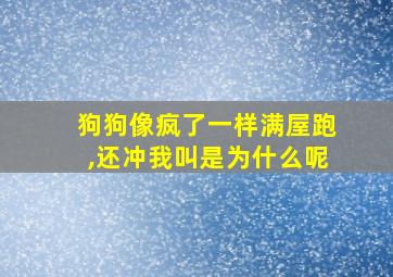 狗狗像疯了一样满屋跑,还冲我叫是为什么呢