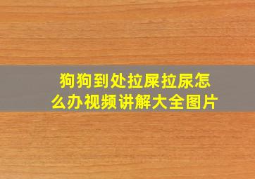 狗狗到处拉屎拉尿怎么办视频讲解大全图片