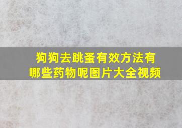 狗狗去跳蚤有效方法有哪些药物呢图片大全视频