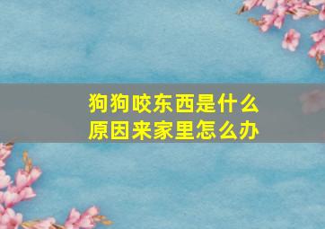 狗狗咬东西是什么原因来家里怎么办