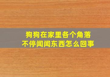 狗狗在家里各个角落不停闻闻东西怎么回事