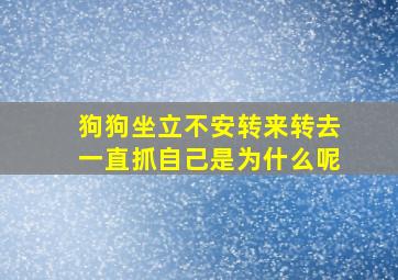 狗狗坐立不安转来转去一直抓自己是为什么呢