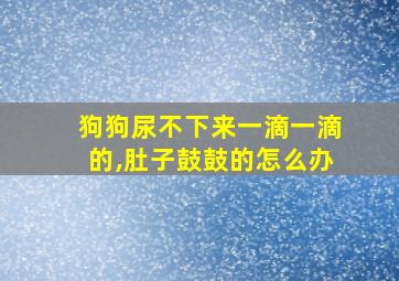 狗狗尿不下来一滴一滴的,肚子鼓鼓的怎么办