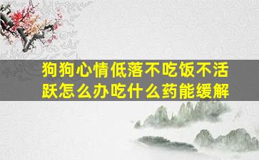 狗狗心情低落不吃饭不活跃怎么办吃什么药能缓解