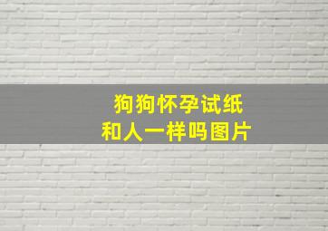 狗狗怀孕试纸和人一样吗图片