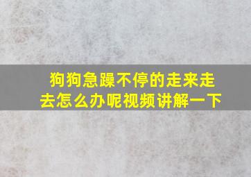 狗狗急躁不停的走来走去怎么办呢视频讲解一下