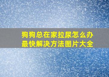 狗狗总在家拉尿怎么办最快解决方法图片大全