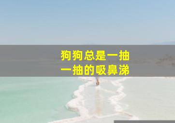 狗狗总是一抽一抽的吸鼻涕