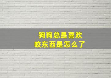 狗狗总是喜欢咬东西是怎么了