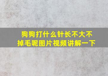 狗狗打什么针长不大不掉毛呢图片视频讲解一下