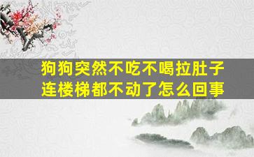 狗狗突然不吃不喝拉肚子连楼梯都不动了怎么回事