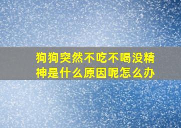 狗狗突然不吃不喝没精神是什么原因呢怎么办