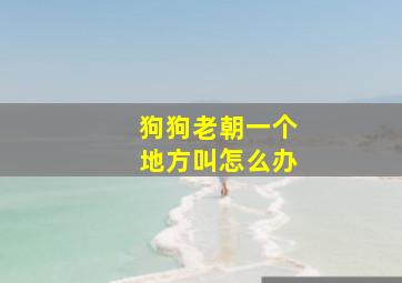 狗狗老朝一个地方叫怎么办