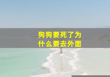 狗狗要死了为什么要去外面