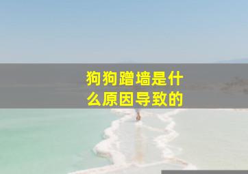 狗狗蹭墙是什么原因导致的