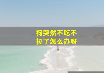 狗突然不吃不拉了怎么办呀