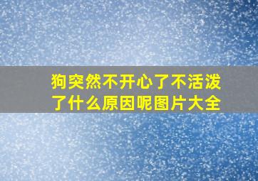 狗突然不开心了不活泼了什么原因呢图片大全