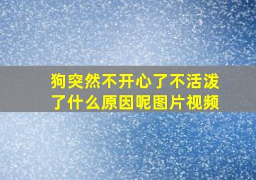 狗突然不开心了不活泼了什么原因呢图片视频