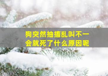 狗突然抽搐乱叫不一会就死了什么原因呢