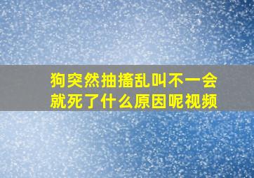 狗突然抽搐乱叫不一会就死了什么原因呢视频