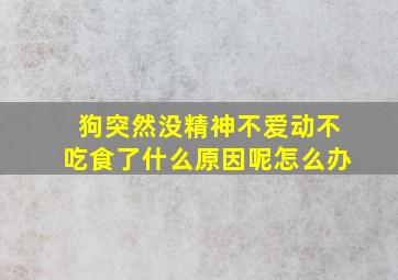 狗突然没精神不爱动不吃食了什么原因呢怎么办