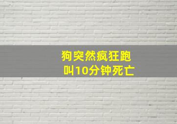 狗突然疯狂跑叫10分钟死亡