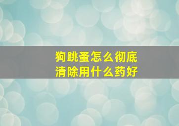 狗跳蚤怎么彻底清除用什么药好