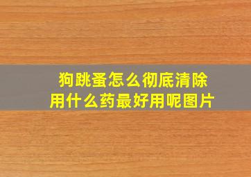 狗跳蚤怎么彻底清除用什么药最好用呢图片